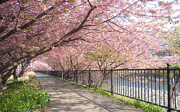 Tree, Blossom, Bench, , Parc HD wallpaper