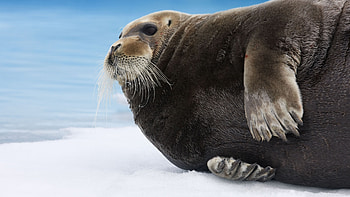 Bearded seal, Arctic Pacific, Blue white water, Animal tourism HD wallpaper