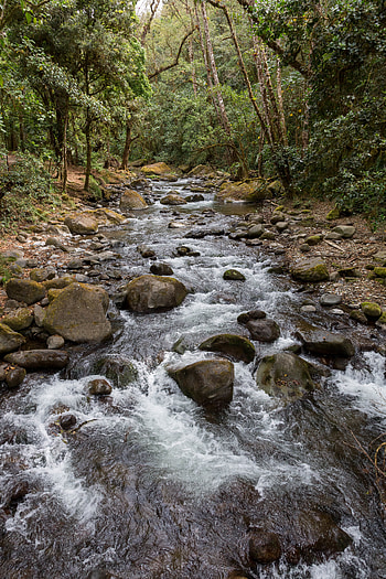Nature, Stones, Hand, Forest, Flow, Stream HD phone wallpaper