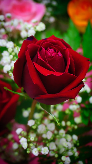 Beautiful Red Rose Flower, Beautiful, Red, Flower HD phone wallpaper