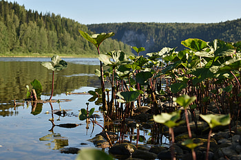 Salt Spring Island, Canada travels, Water lilies, Serene river HD wallpaper