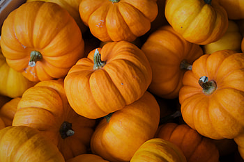 Food, Autumn, Pumpkin, Vegetable HD wallpaper