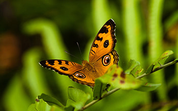 Insect for home, Home decor inspiration, Nature-inspired interiors, Insect-themed design HD wallpaper
