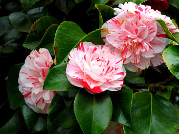 Coral camellia flowers, Japanese camellias HD wallpaper
