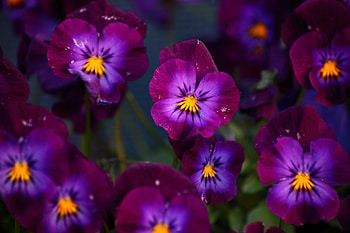 Flowers, purple, nature, petals HD wallpaper