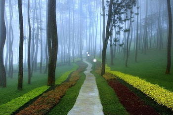 foggy morning, morning, foggy, road, nature, forest, beauty, tree HD wallpaper