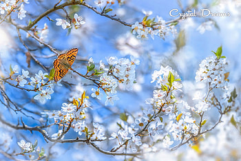 Springtime, sunlight, butterfly, blossoms, branches, sky, tree HD wallpaper