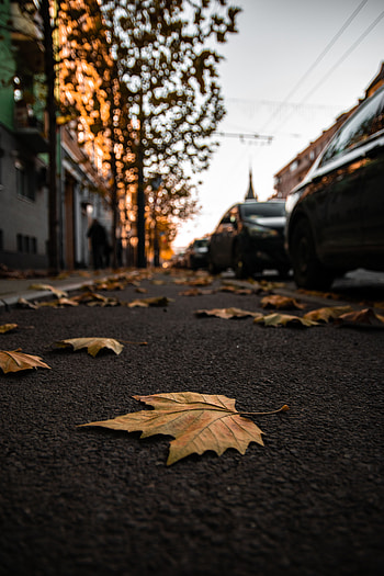Cities, Autumn, Leaves, City, Asphalt, Street HD phone wallpaper