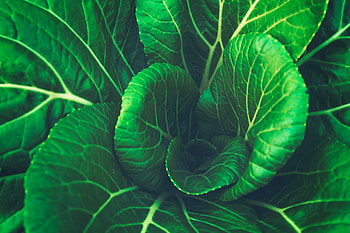 Food, Leaves, Vegetable, Chinese Cabbage HD wallpaper