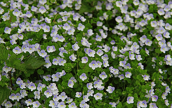 Plants, Flowers HD wallpaper
