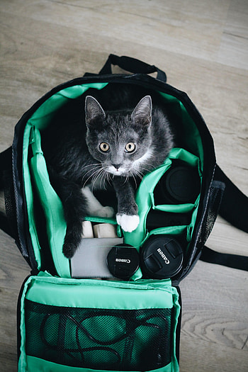Miscellanea, Miscellaneous, Cat, Pet, Sight, Opinion, Technics, Technique, Bag HD phone wallpaper