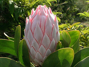 Hawaii Pratoria Flower Closed, pratoria, pink, hawaii, flower HD wallpaper
