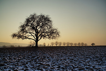 Nature, Twilight, Snow, Wood, Tree, Field, Dusk HD wallpaper