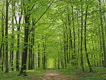 Taking A Walk, trees, leaves, light, path HD wallpaper