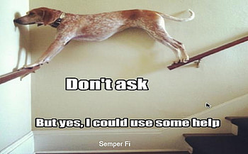 Don't Ask, dogs, help, ask, animals HD wallpaper