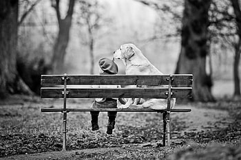 Girl and dog, dog, bench, girl, park, tree HD wallpaper