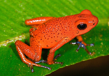 Poison Strawberry Dart Frog, poison, strawberry, frog, dart HD wallpaper