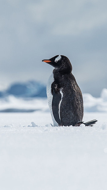 Penguin , Top backgrounds, Penguin love, Mobile charm HD phone wallpaper