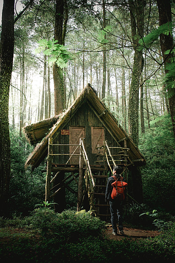 Nature, Seclusion, Privacy, Forest, Small House, Lodge, Guy, Harmony HD phone wallpaper