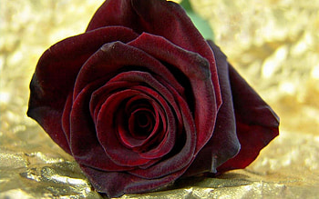 ღ❤ღ, rose, beautiful, macro, flower HD wallpaper
