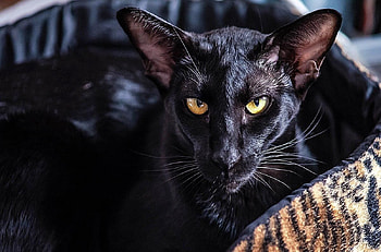 Oriental cat, oriental, animal, black, pisici, face, cat, pet HD wallpaper