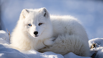 Closeup View Of White Arctic Fox Is Sitting On Snow Fox HD wallpaper