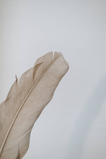 Elegant close-up capturing the texture and detail of a single brown feather on a white background. HD phone wallpaper