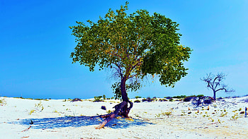 Green Amongst the Dunes, White Sands NP, sand, New Mexico, USA, sky, tree HD wallpaper
