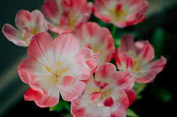 Flowers, Pink, Petals, Bud HD wallpaper