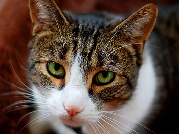 Tender cat's head, sweet, animal, kitten, cat, feline HD wallpaper