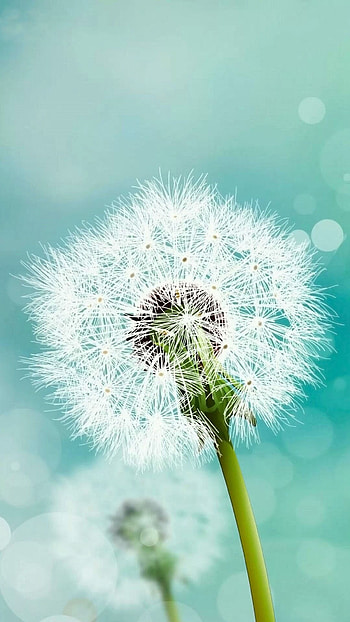 Unique, White Flower HD phone wallpaper