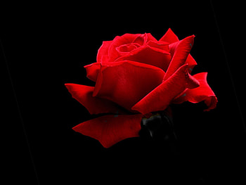 Plants, Flowers, Roses HD wallpaper
