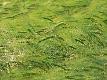 Wheat Field, wind, wheat, field, green HD wallpaper