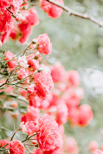 Flowers, Roses, Pink, Bush, Blur, Smooth, Buds HD phone wallpaper