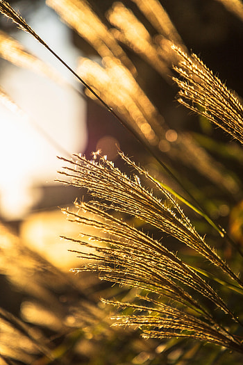 Nature, Grass, Macro, Ears, Focus, Spikes HD phone wallpaper
