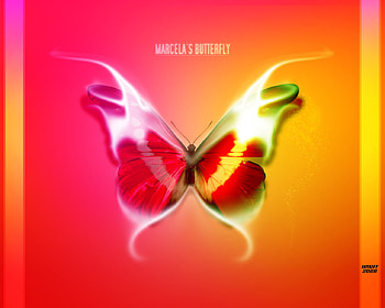Marcela's Butterfly, cute, nature, butterfly, bug HD wallpaper
