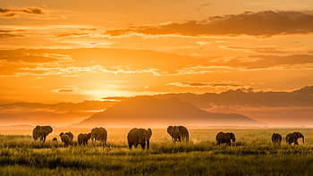 Elephants, Animal, African Bush Elephant, Africa, Sunset HD wallpaper