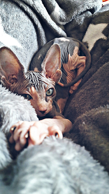 Pointed, Sphynx HD phone wallpaper