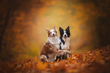 Border Collie, Autumn dog , , Fonwall HD wallpaper