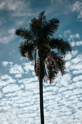 Nature, Sky, Clouds, Wood, Tree, Palm, Tropics HD phone wallpaper