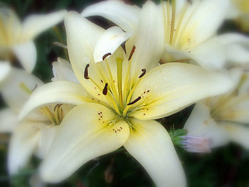 Flowers, Flower, Petals, Close-Up, Lily, Stamens HD wallpaper