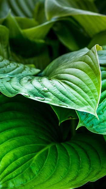 Green Leaves, green, leaf, nature, plant HD phone wallpaper