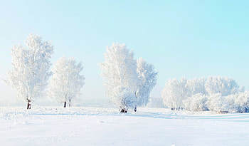 Snow, , Winter, Tree HD wallpaper