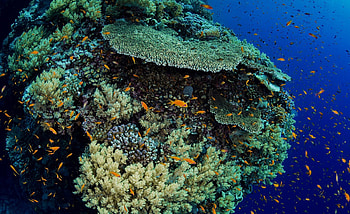 Saving world's coral reefs, Coral reef alliance HD wallpaper