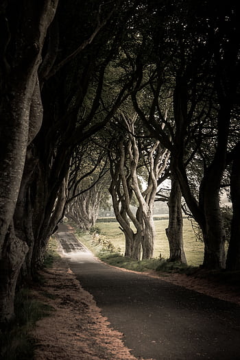 Mysterious tree tunnel over a winding road, creating an enchanting atmosphere. HD phone wallpaper