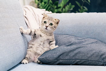 Cute Scottish Fold kitten sitting on a comfy sofa indoors, adding charm to any living space. HD wallpaper
