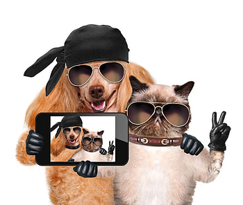 Selfie, dog, glove, animal, cat, , pisica, creative, fantasy, sunglasses, couple, cool, funny, caine HD wallpaper