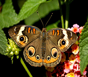 butterfly, wings, flower, owl eyes, beautiful HD wallpaper