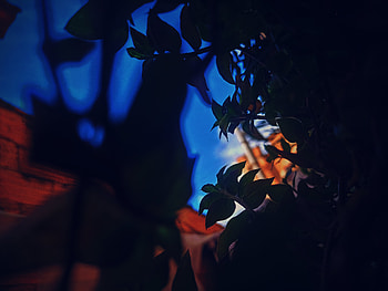 Looking through the leaves at a bright blue sky, blue, sky, garden, light, shadow HD wallpaper