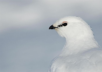 A Polar friend for our Polar Bear and wonderful Friend Tony (Nannouk) :), rock ptarmigan, polar, beautiful, snowbird HD wallpaper